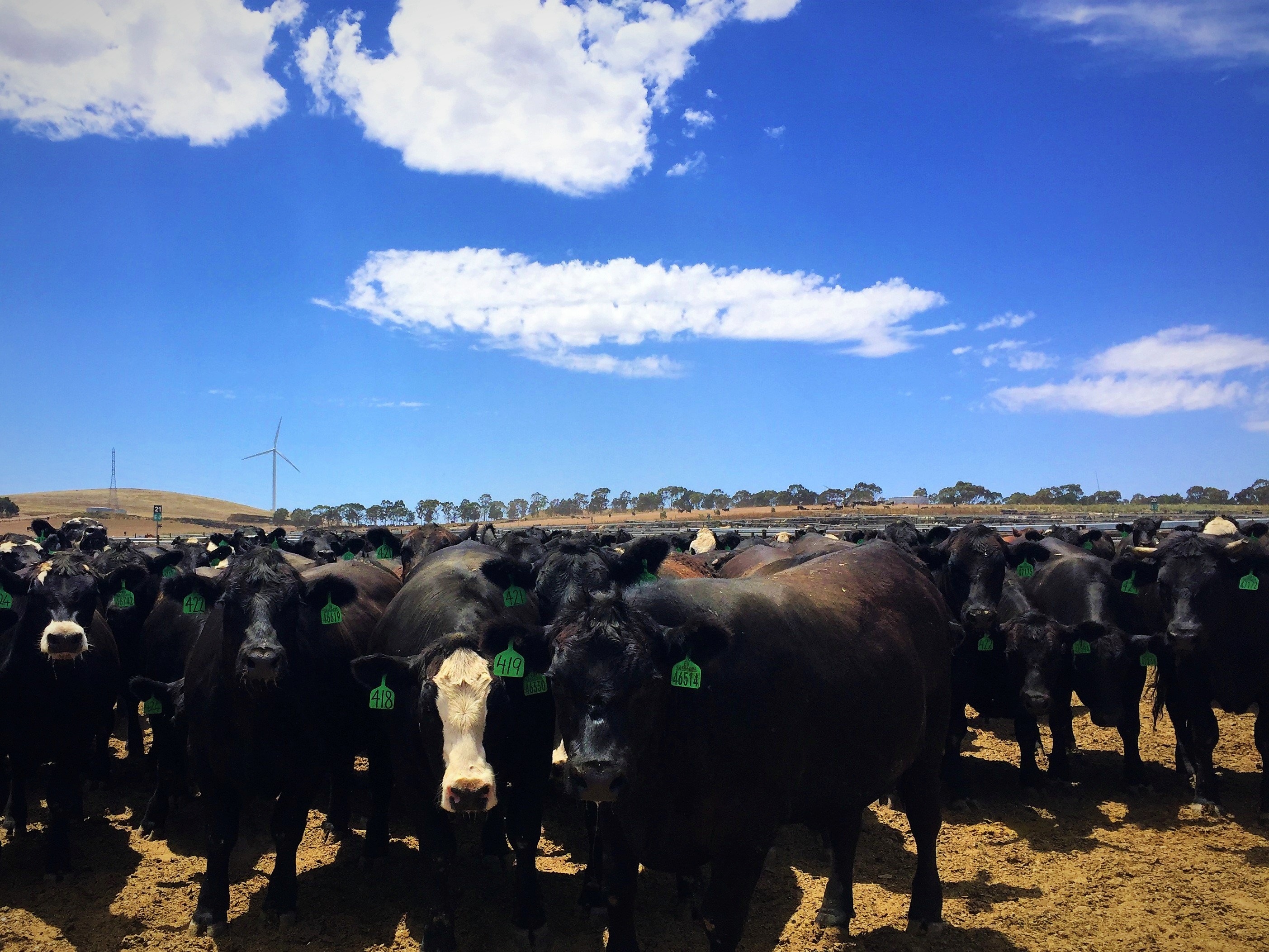 Low-Stress Cattle Handling