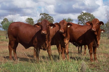 Our Top Rated Cattle Breeds for South Australia