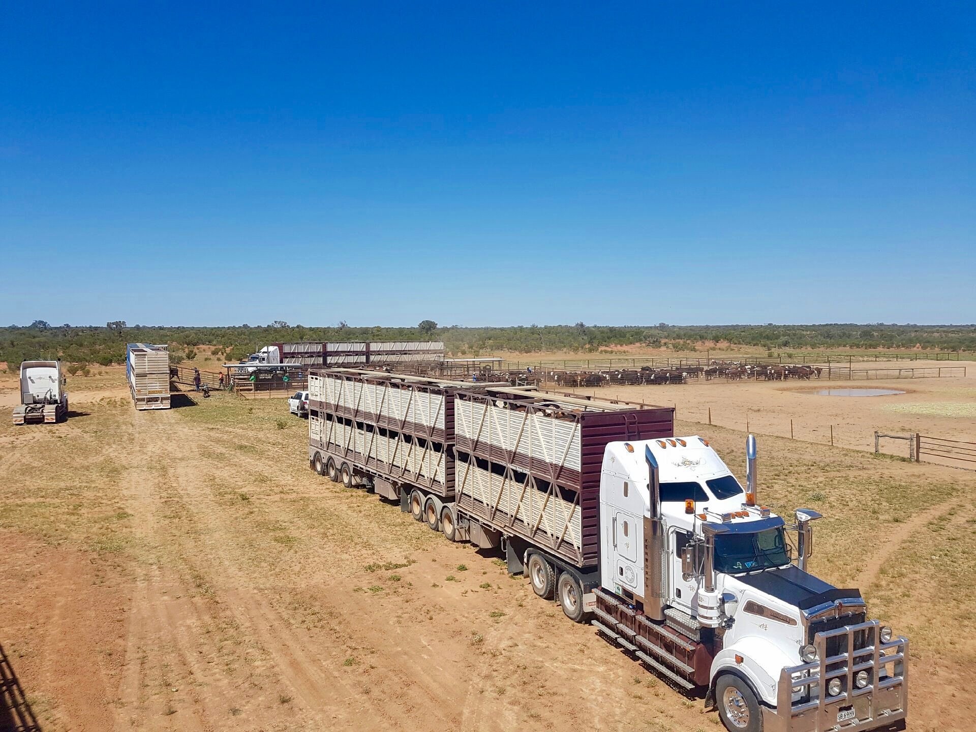 Are There Animal Welfare Standards For The Land Transport Of Livestock?